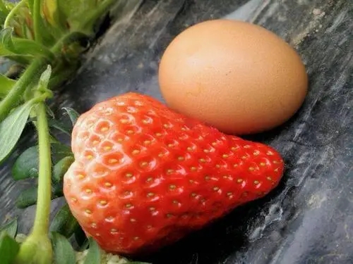 草莓和鸡蛋能一起吃吗