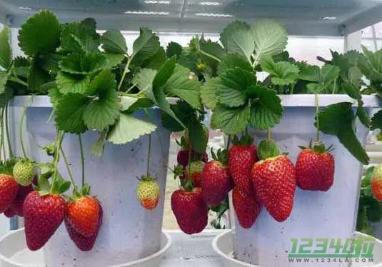 草莓的栽培方法 草莓的生长周期