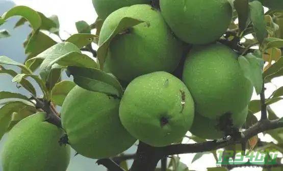宣木瓜是一种热带水果 宣木瓜的食用方法