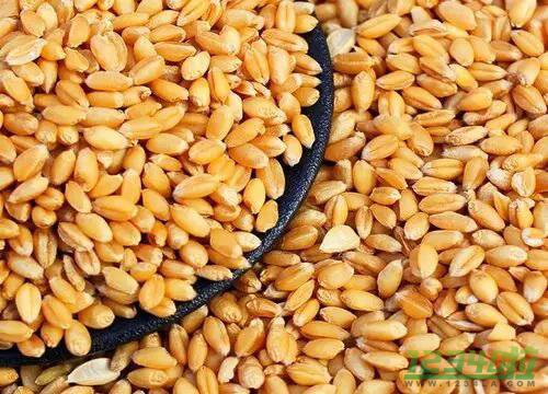 小麦和什么一起煮好吃 小麦怎么煮容易烂