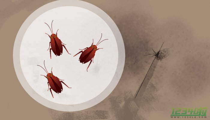 1只蟑螂1年可繁衍出1000万只蟑螂，成为名副其实的“打不死的小强”