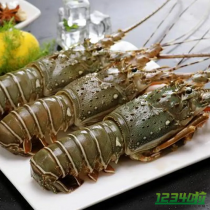 青龙虾的功效与作用 青龙虾的营养价值