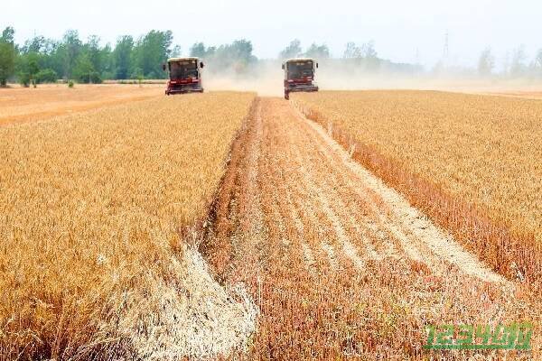 小麦种植时间是几月份 各种播种小麦的时间表