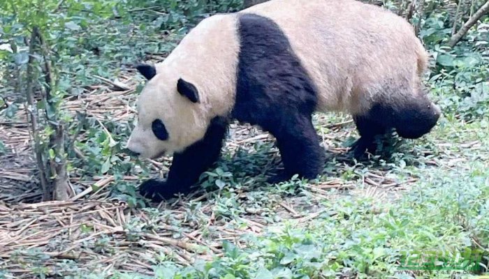 大陆赠台大熊猫团团不幸离世，癫痫发作导致大熊猫离世