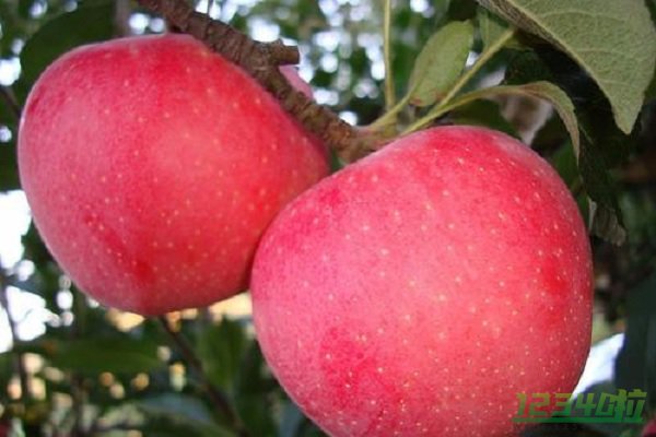 吃苹果会不会发胖 苹果什么时候吃好