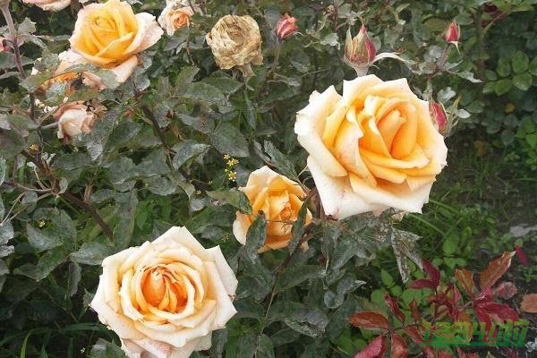 玫瑰花的花语及象征意义 玫瑰适合送给哪些人