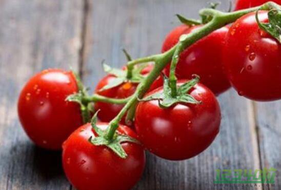 番茄红素对前列腺的作用 男人吃番茄红素的作用