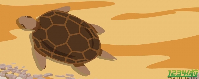 男子养了20年的海龟竟是玳瑁 已主动上交给国家