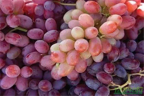 葡萄是什么季节的水果 有什么功效作用