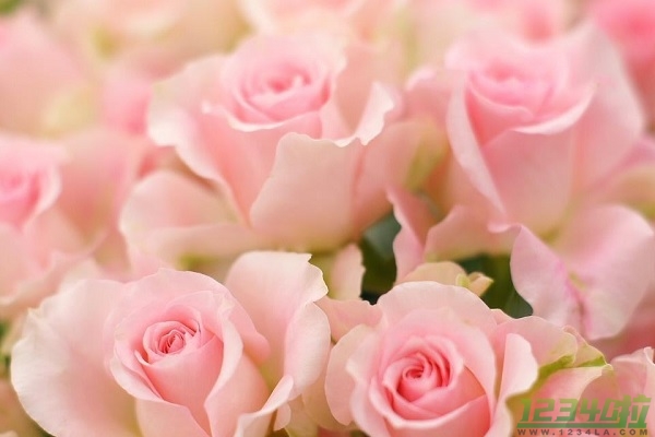 粉色玫瑰花有哪些花语及寓意 粉色玫瑰花适合送给谁